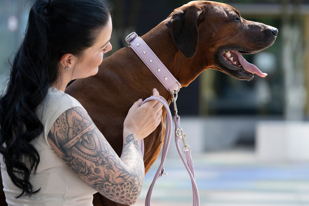 Frau mit langen schwarzen Haaren legt ihrem entspannten, braunen Hund ein Halsband an.