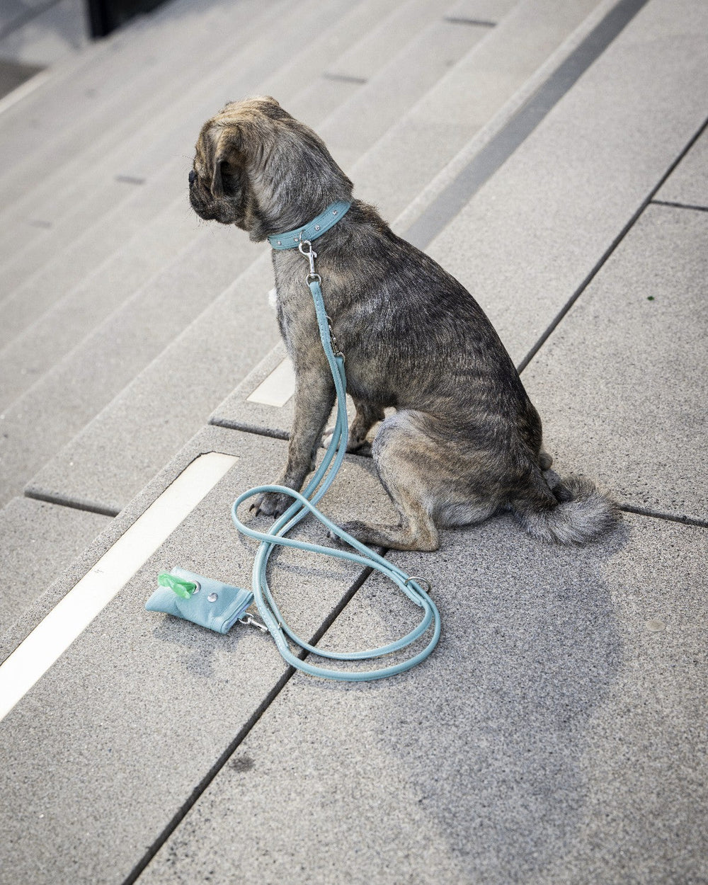 Gestromter Hund auf Treppe mit hellblauem Halsband und passender Leine, dazu ein Hundehaltersack.