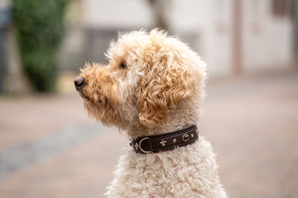 Halsband Dark Diamond: Hund mit lockigem, hellbraunem Fell trägt braunes Halsband auf unscharfem Gehweg.