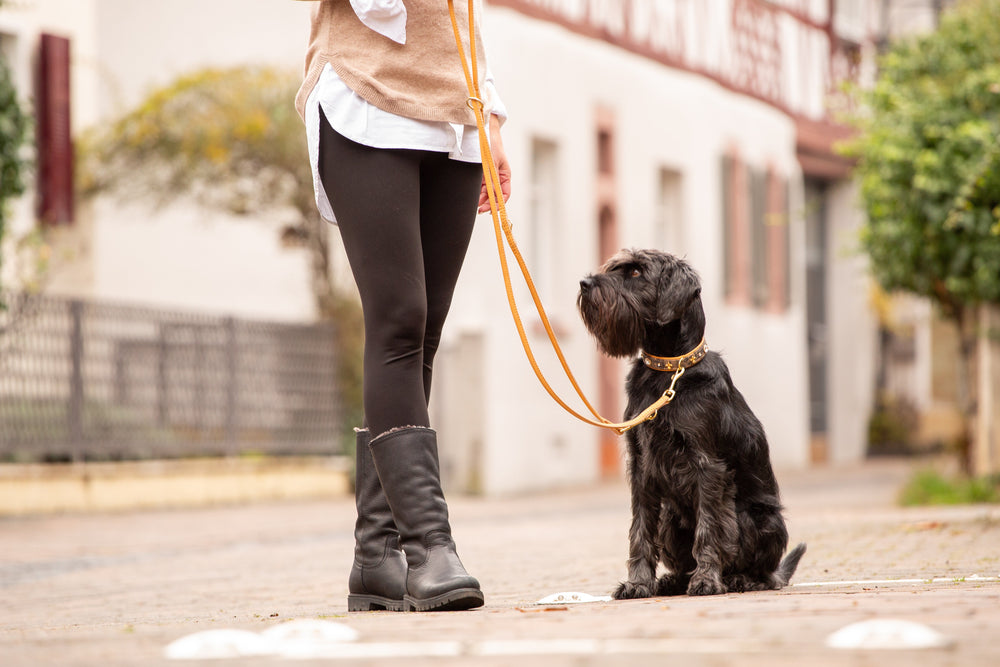 "Ein Hund an einer 2m langen rundgenähten Lederleine neben einer Person in Leggings und Pullover, mit Häusern im Hintergrund."