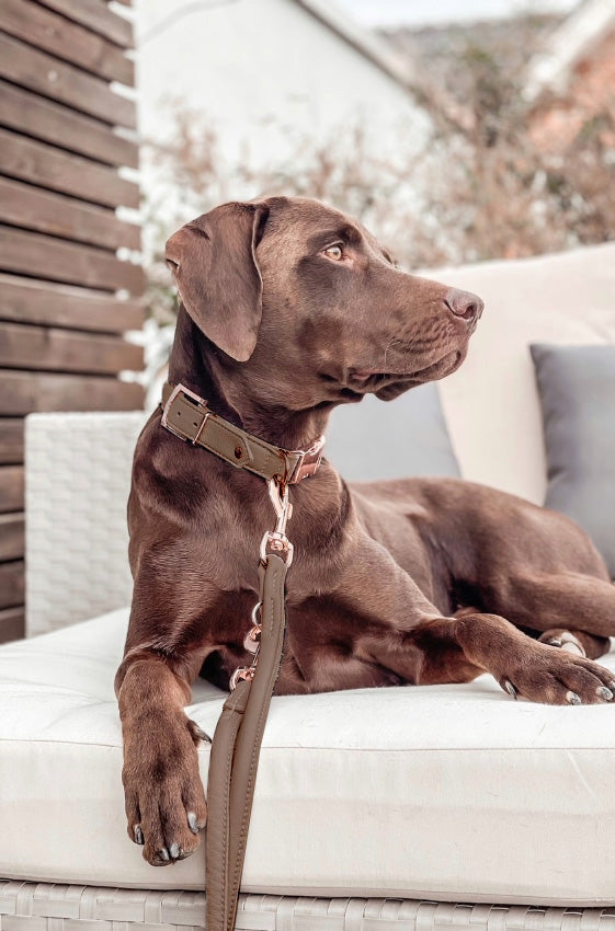 Brauner Hund sitzt entspannt auf hellem Sofa mit braunem Halsband und Leine, im Hintergrund Pflanzen und Holzwand sichtbar.