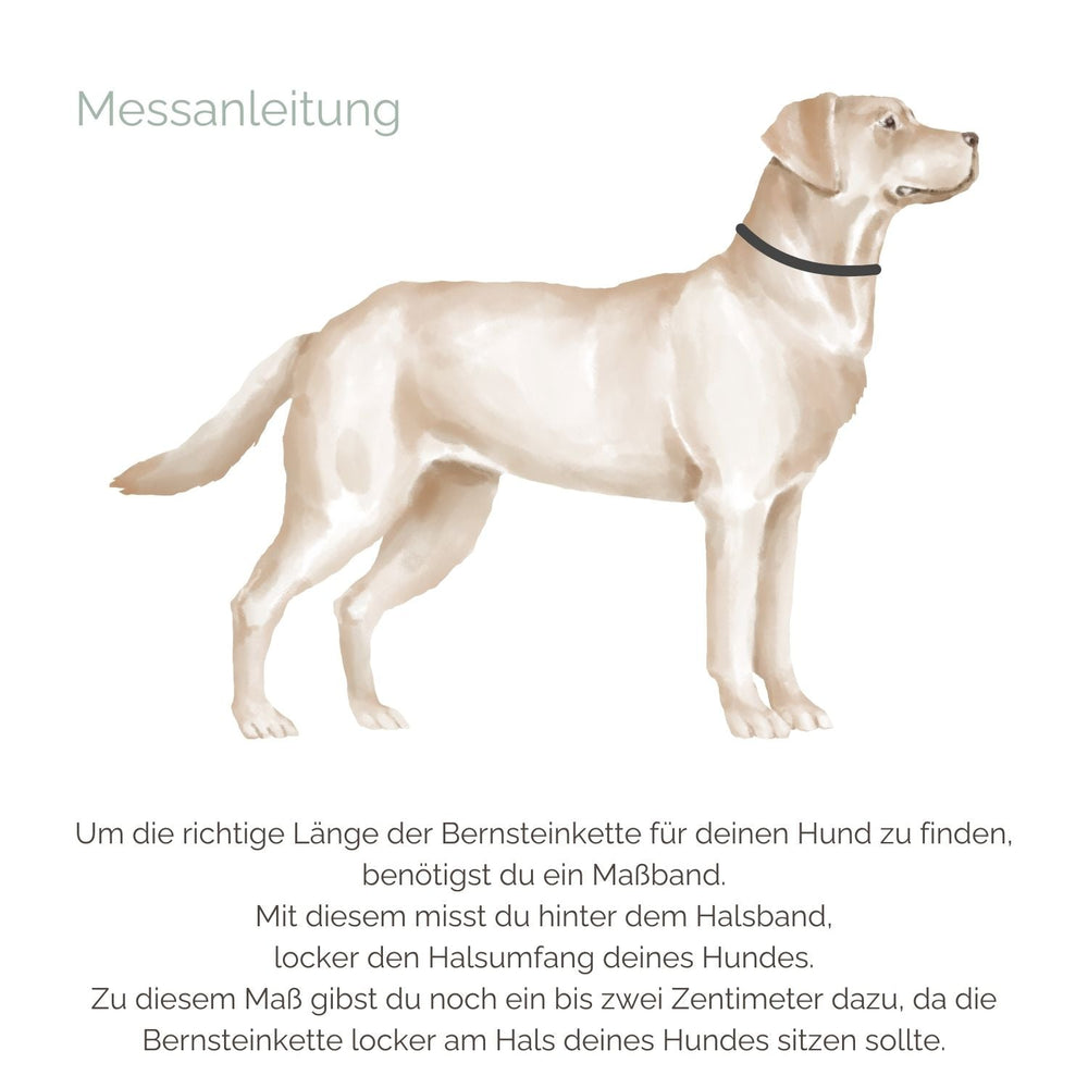 Umriß eines Labrador-Hundes mit Halsband auf hellem Hintergrund, daneben Anleitungen zur Messung für Bernsteinkette.