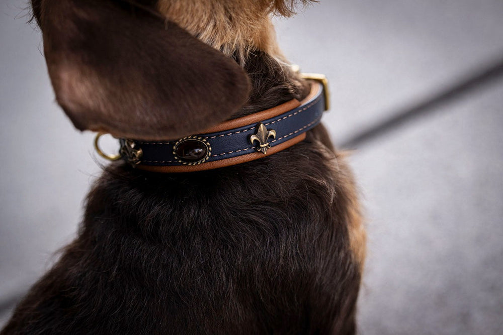 Halsband Mini Lord & Lady: Stilvolles blau-braunes Hundehalsband mit goldenen Verzierungen an einem braunfelligen Hund.