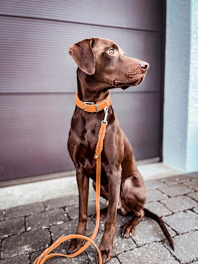 Brauner Hund mit orangem Halsband und Leine sitzt aufmerksam auf gepflastertem Boden.