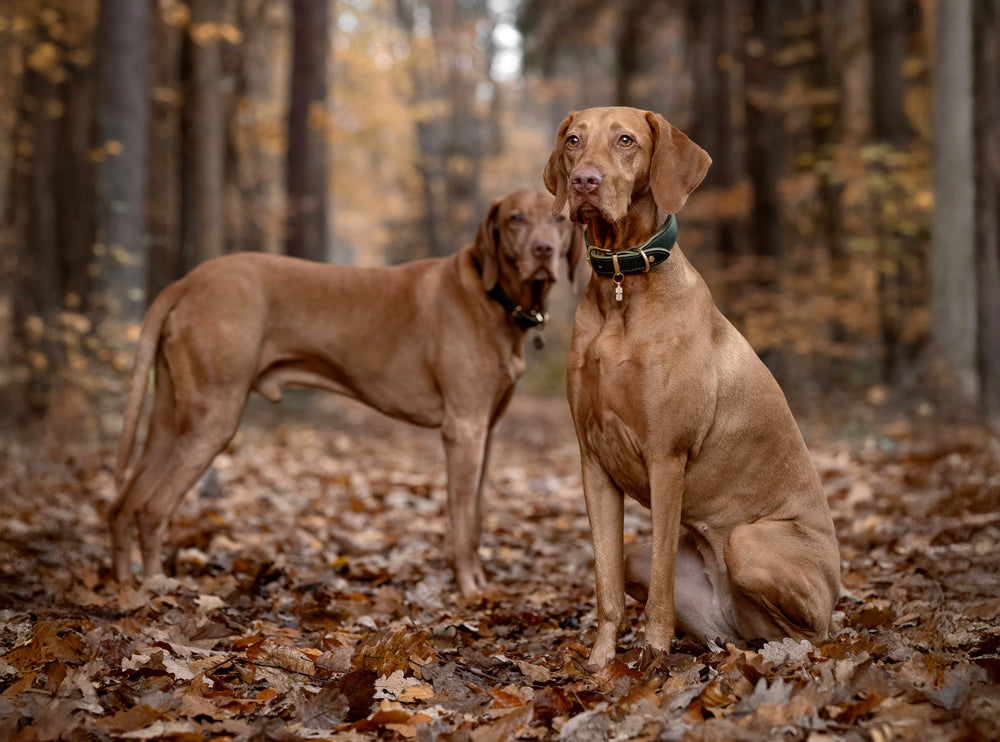 Zwei Hunde im herbstlichen Wald, einer sitzt und schaut in die Kamera, der andere blickt zur Seite. Halsband Mono Pop Herbst Edition.