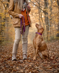 Person mit Labrador-Hund im herbstlichen Wald, trägt bequeme Jacke und hält eine Hundeleine. Halsband Mono Pop Herbst Edition sichtbar.