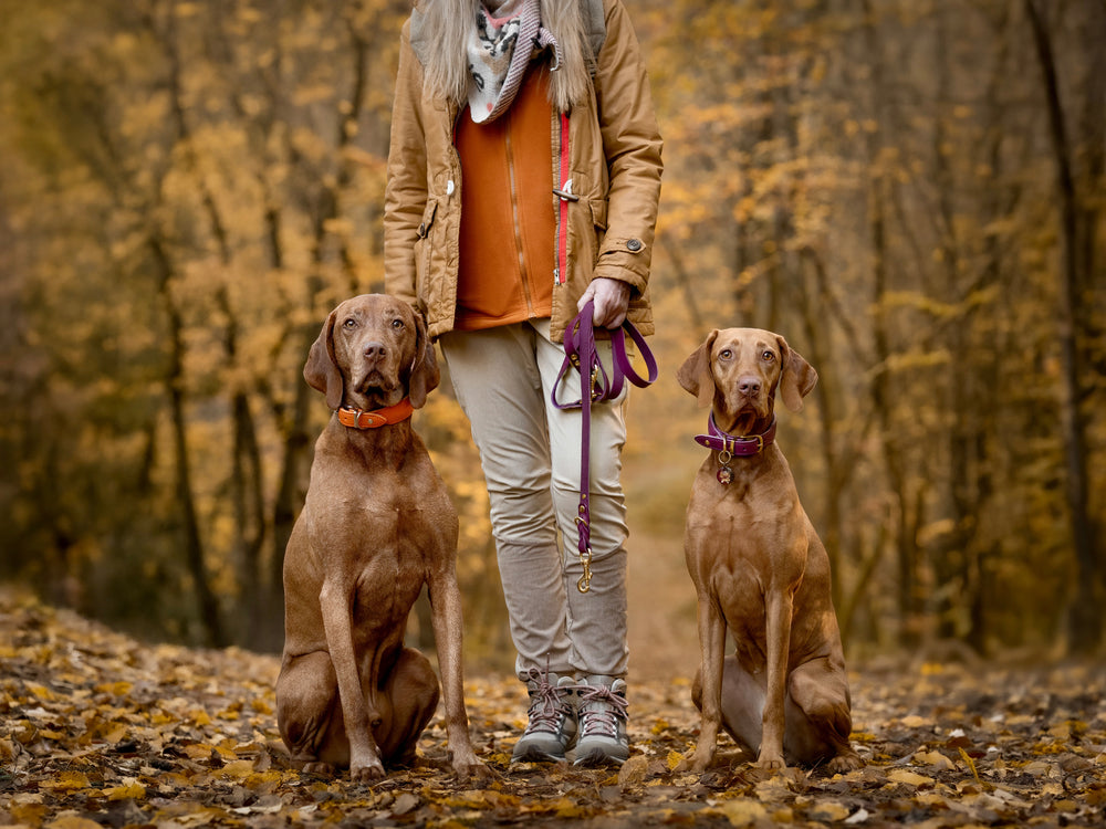 Zwei braune Hunde in Halsbändern der Mono Pop Herbst Edition sitzen neben ihrem Halter in orangefarbener Jacke.