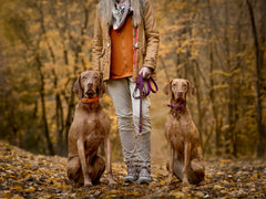Zwei braune Hunde in Halsbändern der Mono Pop Herbst Edition sitzen neben ihrem Halter in orangefarbener Jacke.