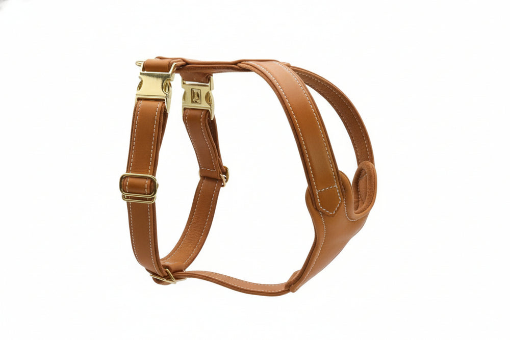 Hundegeschirr Old English aus braunem Nappaleder mit goldenen Beschlägen für höchsten Komfort und Stil.