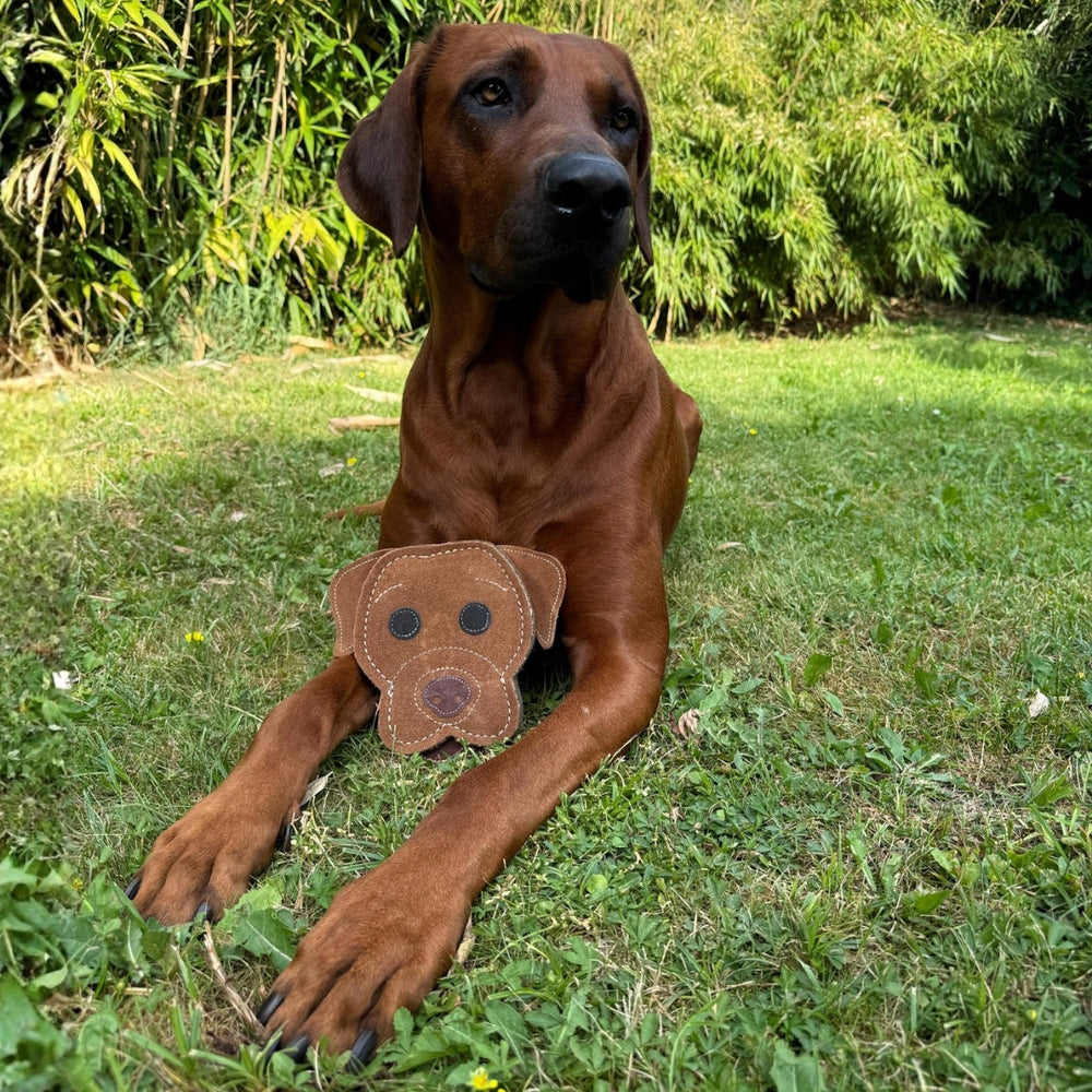 Brauner Hund entspannt im Gras neben einem Hundekopf-Spielzeug aus Naturmaterialien.
