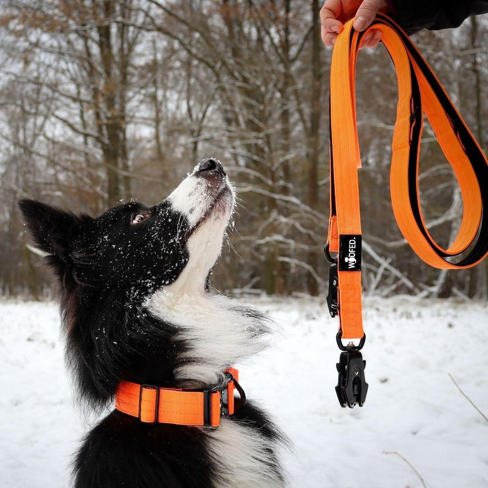 Hund im Schnee mit orangem Geschirr und Leine, schaut nach oben, umgeben von schneebedeckten Bäumen.