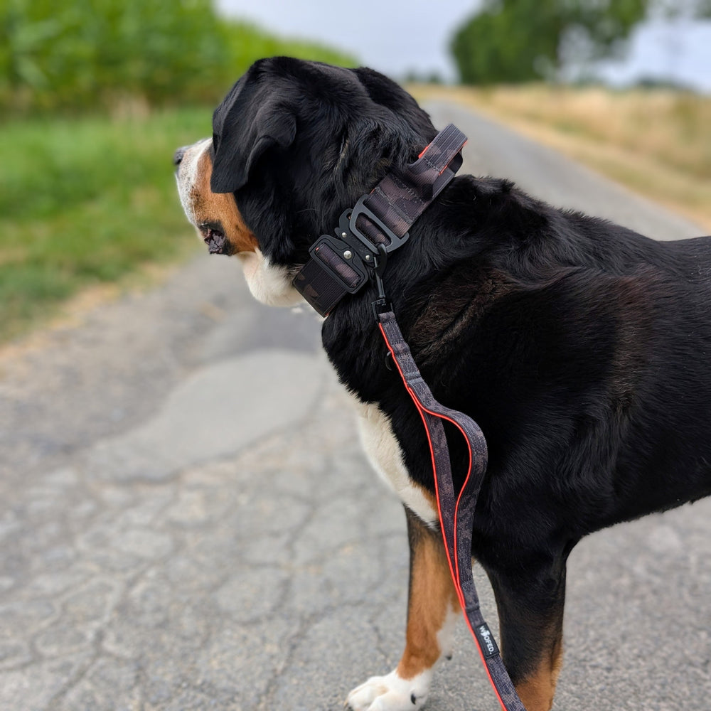 Schwarzer Hund mit braunen Abzeichen an einer Nylon Classic Führleine im ländlichen Grün.