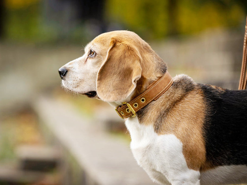 Beagle mit braunem Halsband in Profilansicht, umgeben von verschwommenen, natürlichen Elemente.