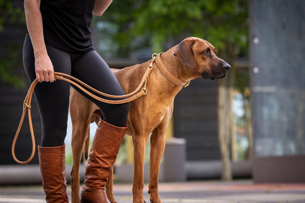 "Frauen führen einen mittelgroßen Hund mit einer hochwertigen Lederleine im Old English Stil."