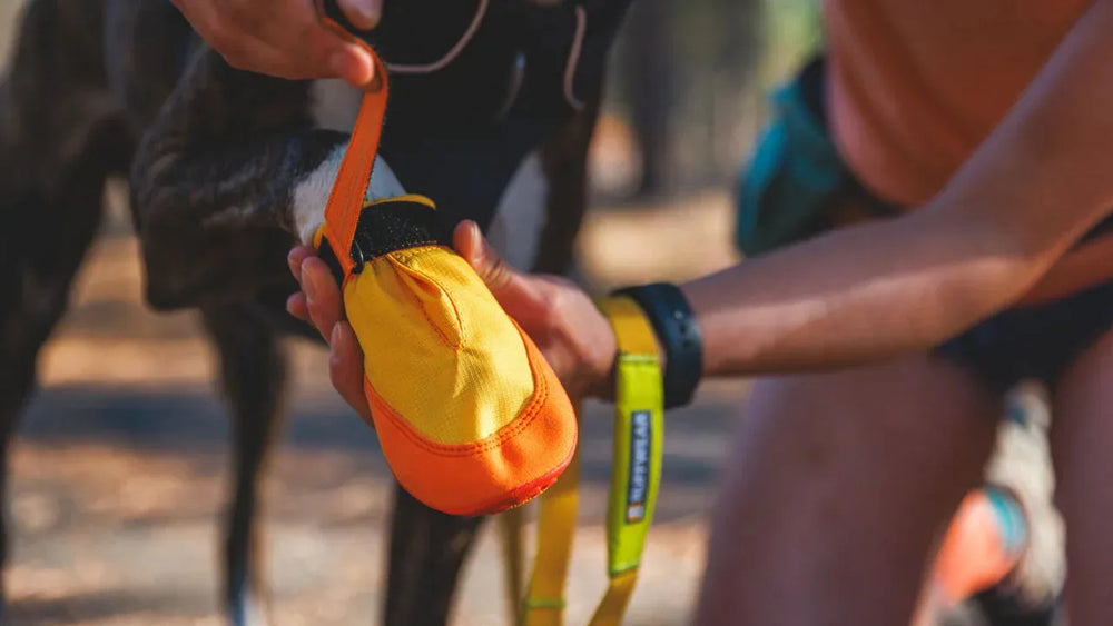 Person zieht einem braunen Hund im Freien einen leuchtend orangefarbenen Summit Trex™ Hundeschuh an.