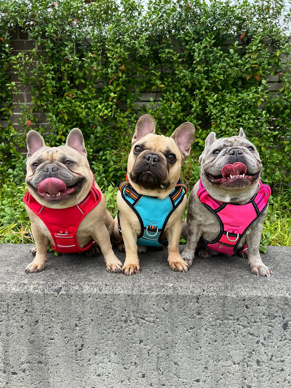 "Französische Bulldoggen in bunten Geschirren sitzen auf einer grauen Mauer und zeigen fröhlich ihre Zungen."