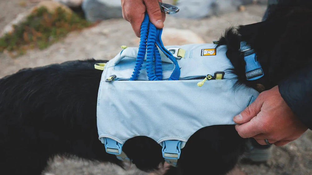 Person legt einem schwarzen Hund ein hellblaues Geschirr mit Befestigungen an, unscharfer Hintergrund.
