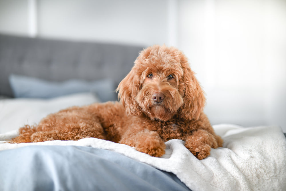 Brauner, lockiger Hund entspannt auf einer Hundedecke mit Kissen und hellgrauer Bettwäsche im Hintergrund.