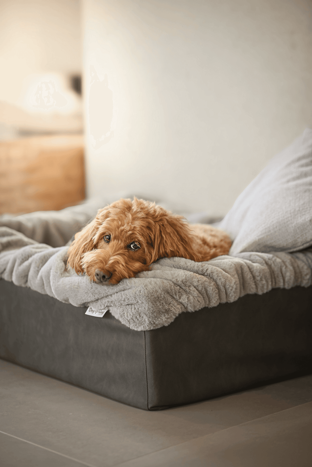 Entspannter Hund mit lockigem, goldenem Fell in grauem Hundebett Buddelbox® mit flauschiger Decke.