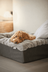 Entspannter Hund mit lockigem, goldenem Fell in grauem Hundebett Buddelbox® mit flauschiger Decke.