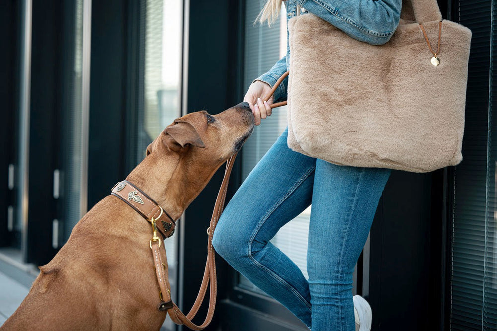 Person in Jeans und Jacke führt einen Hund, der an einer beige Handtasche schnüffelt.
