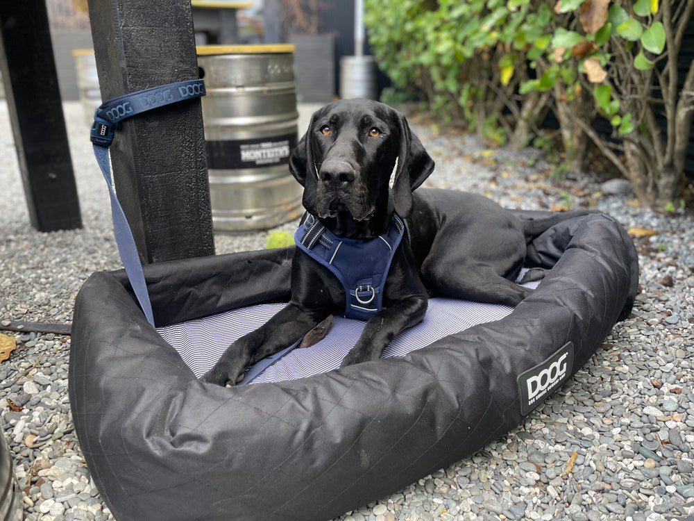 Schwarzer Hund auf Hundebett in Außenbereich mit Pflanzen, trägt Geschirr und genießt die entspannte Atmosphäre.
