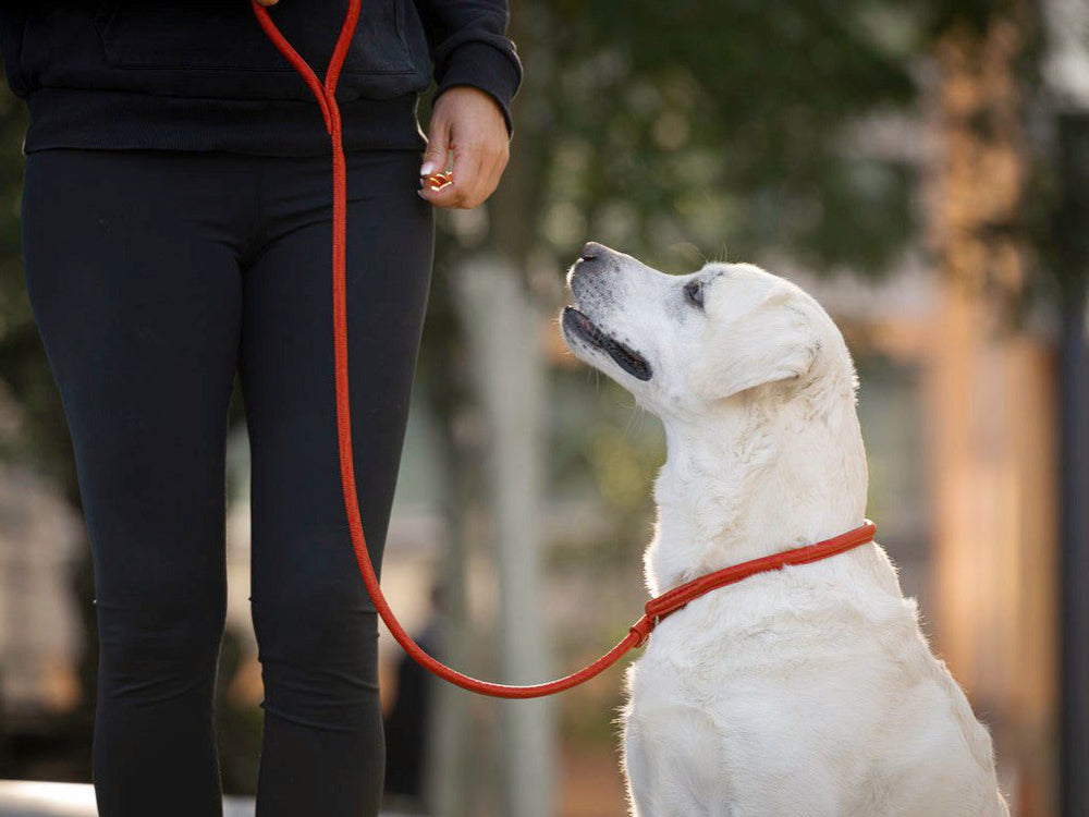 Person in dunkler Kleidung hält eine orange Hundeleine, während ein weißer Hund aufmerksam nach oben schaut.