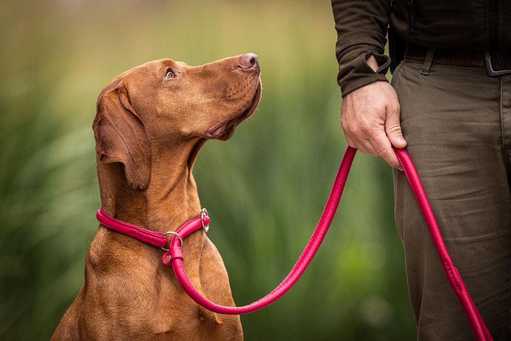 Brauner Hund mit pinker Retrieverleine schaut aufmerksam nach oben zu seiner Besitzerin im unscharfen Grünen.