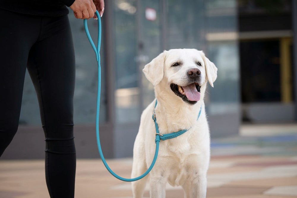 Person führt freundlichen weißen Labrador an petrolfarbener Leine in urbaner Umgebung. Hund und Halter strahlen Freude aus.