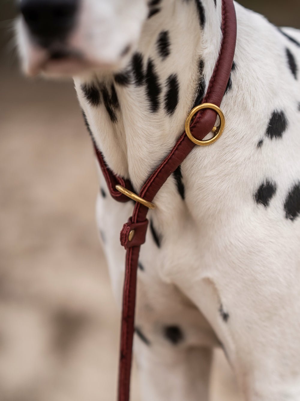 Dalmatiner mit rotem Lederhalsband und goldenen D-Ringen in Burgunderfarbe.