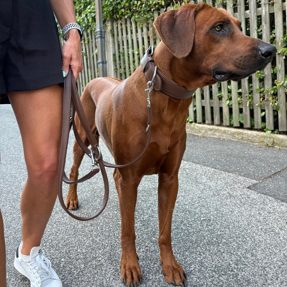 Eine Person in schwarzem Outfit führt einen mittelgroßen, braunen Hund mit einer Leder Führleine Classic Soft.
