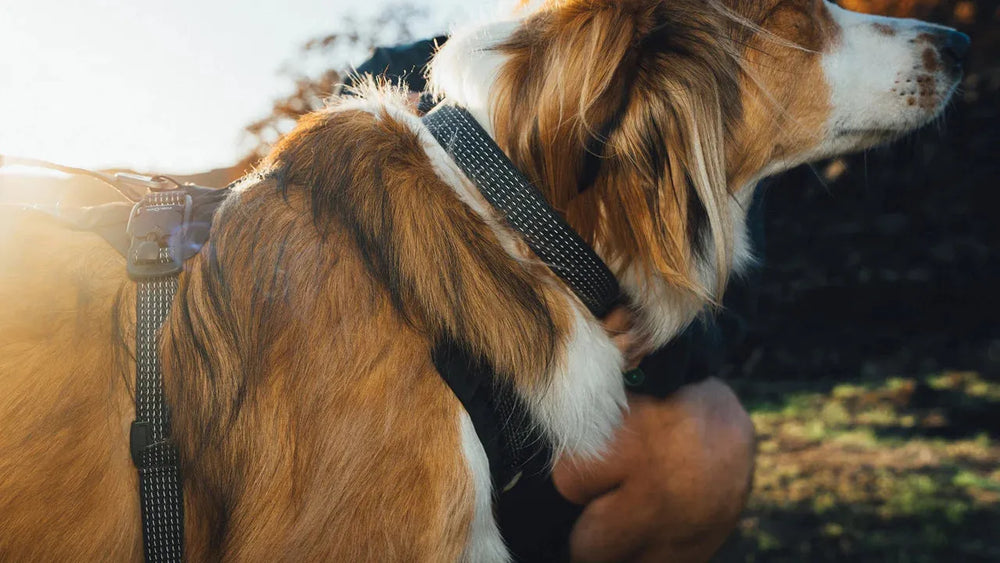Hund im Profil trägt Ridgeline™ Halsband, warmes Licht und unscharfe Person im Hintergrund.