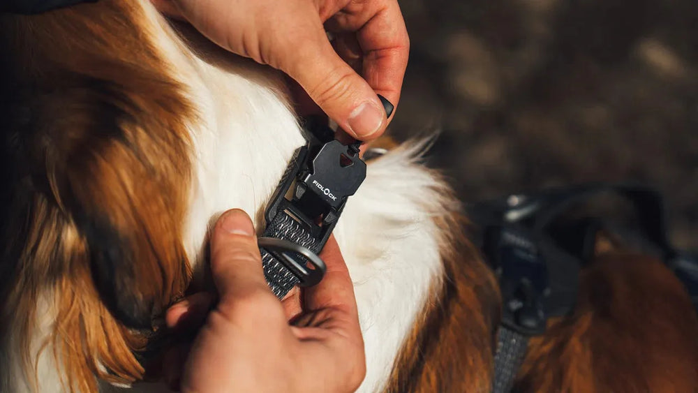 Person befestigt eine Schließe am Ridgeline™ Halsband eines hellbraunen Hundes im Vordergrund.