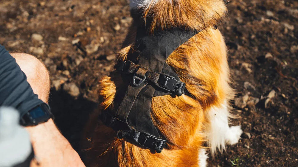 Hund mit orange-weißem Fell trägt ein Ridgeline™ Geschirr auf kiesigem Boden, im Hintergrund eine Person.