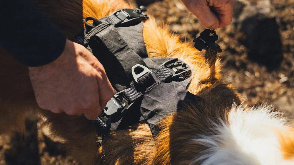 Person befestigt ein Ridgeline™ Hundegeschirr an einem braunen Hund mit weißen Flecken.