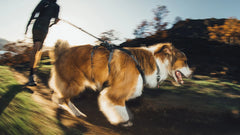 Ridgeline™ Geschirr