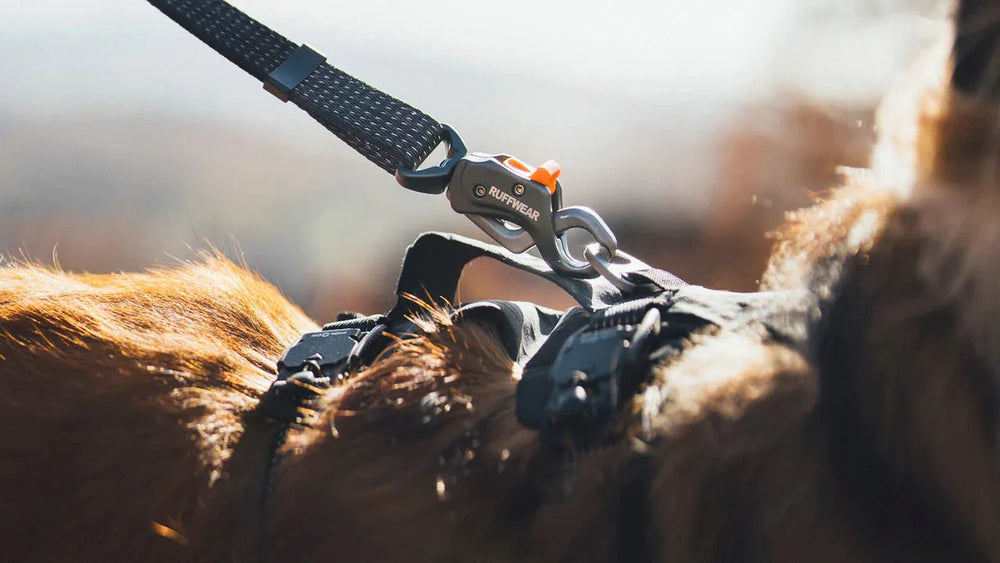Robuste Ridgeline™ Hundeleine mit stabilem Karabinerhaken und schnell anbringbarem Mechanismus für sicheren Hundetransport.