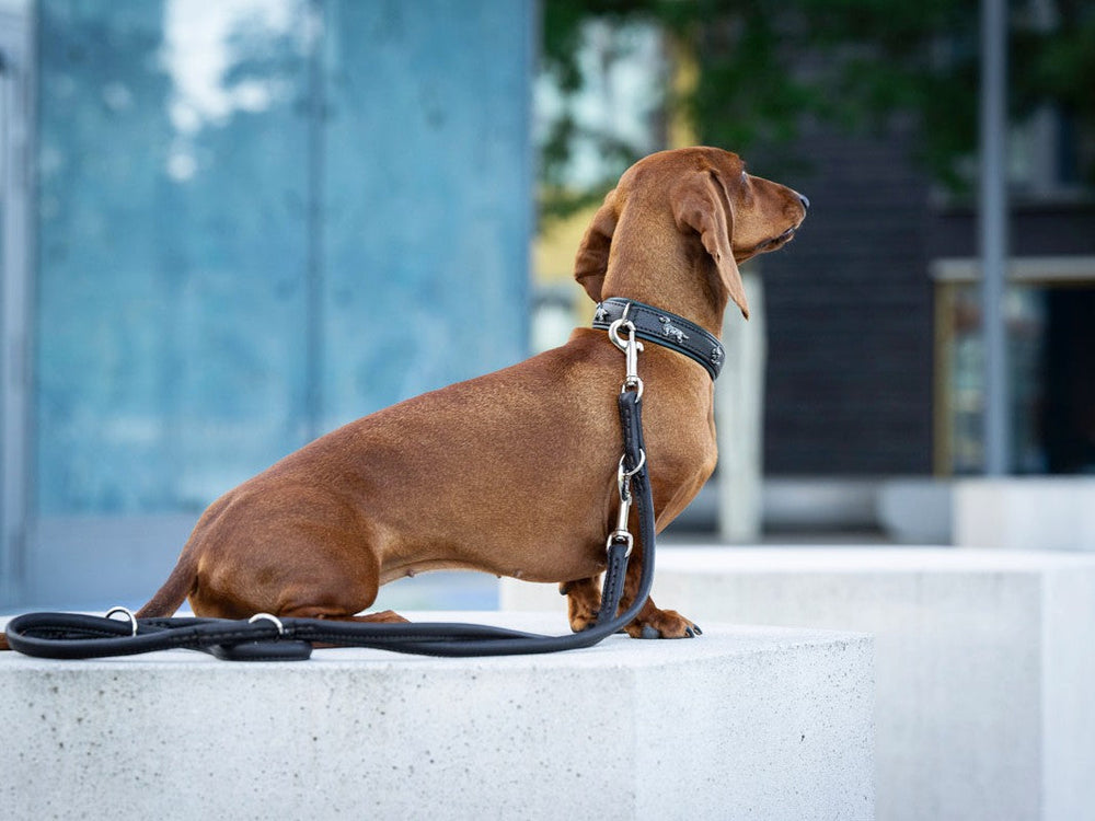 Brauner Dackel sitzt auf hellen Podest mit schwarzem Halsband und Silberlederleine, bereit für einen Spaziergang.