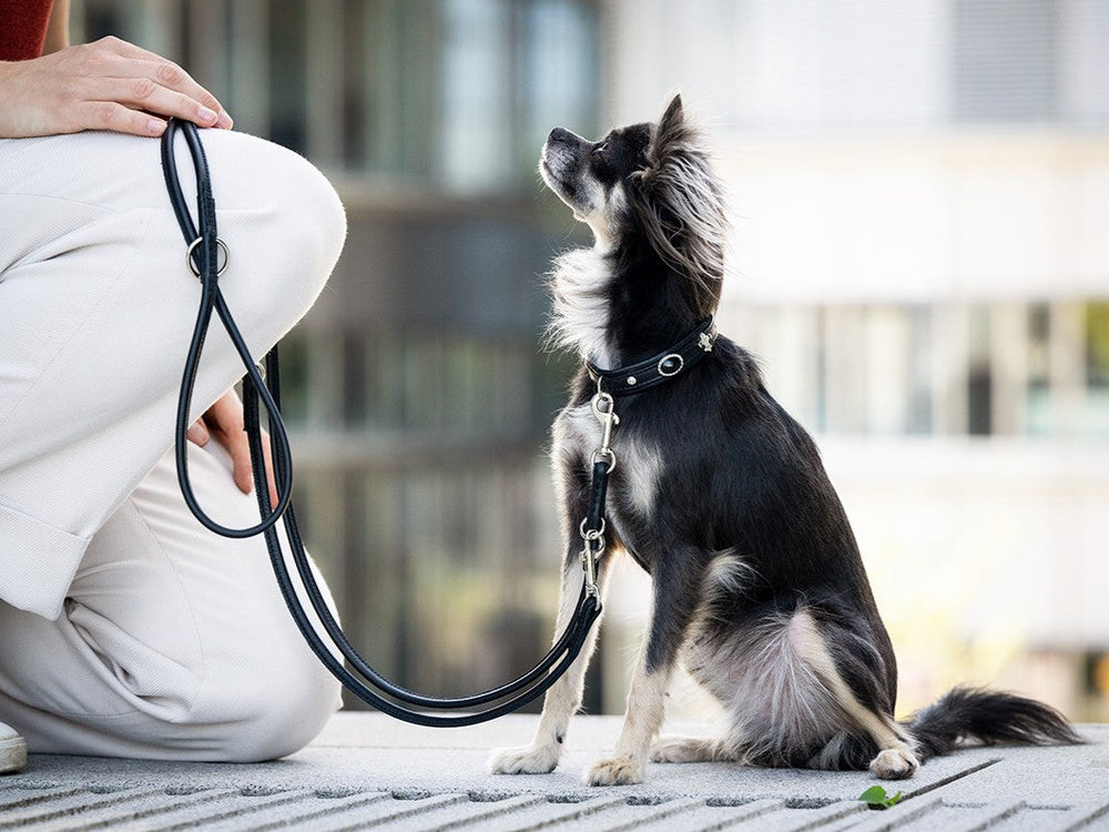 Kleiner Chihuahua sitzt mit Lederleine und Halsband, während er zu einer Person aufblickt.