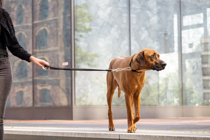 Hund an Leine steht neben einer Person in schwarzer Oberbekleidung vor modernen Glasgebäuden.
