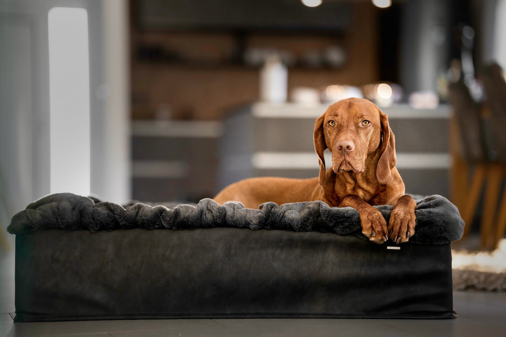 Brauner Hund entspannt auf stilvollem Hundebett Buddelbox® in modern eingerichteter Wohnung.