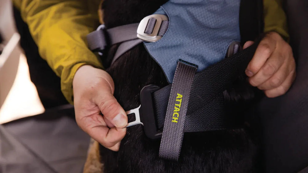 Eine Person befestigt ein blaues Auto-Sicherheitsgeschirr mit verstellbaren Riemen an einem Hund.