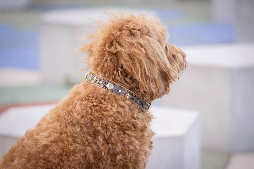 Brauner, lockiger Hund mit dekorativem Halsband und goldenem Element vor verschwommenem, hellem Hintergrund.
