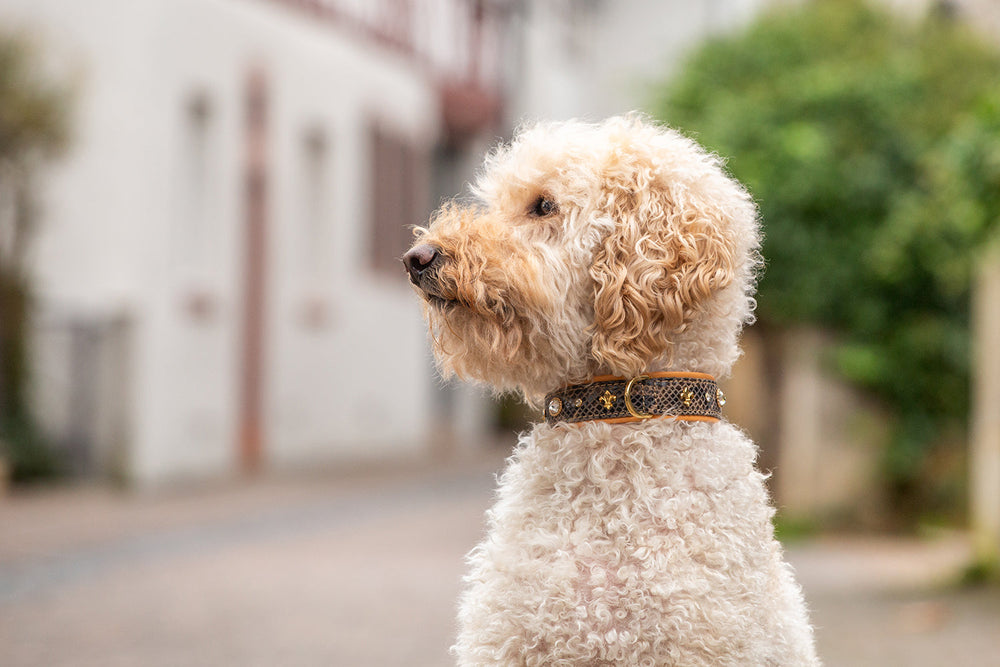 Lockiger, weiß-beiger Hund mit auffälligem Halsband sitzt seitlich und schaut nach oben, Hintergrund mit Bäumen und Gebäuden.