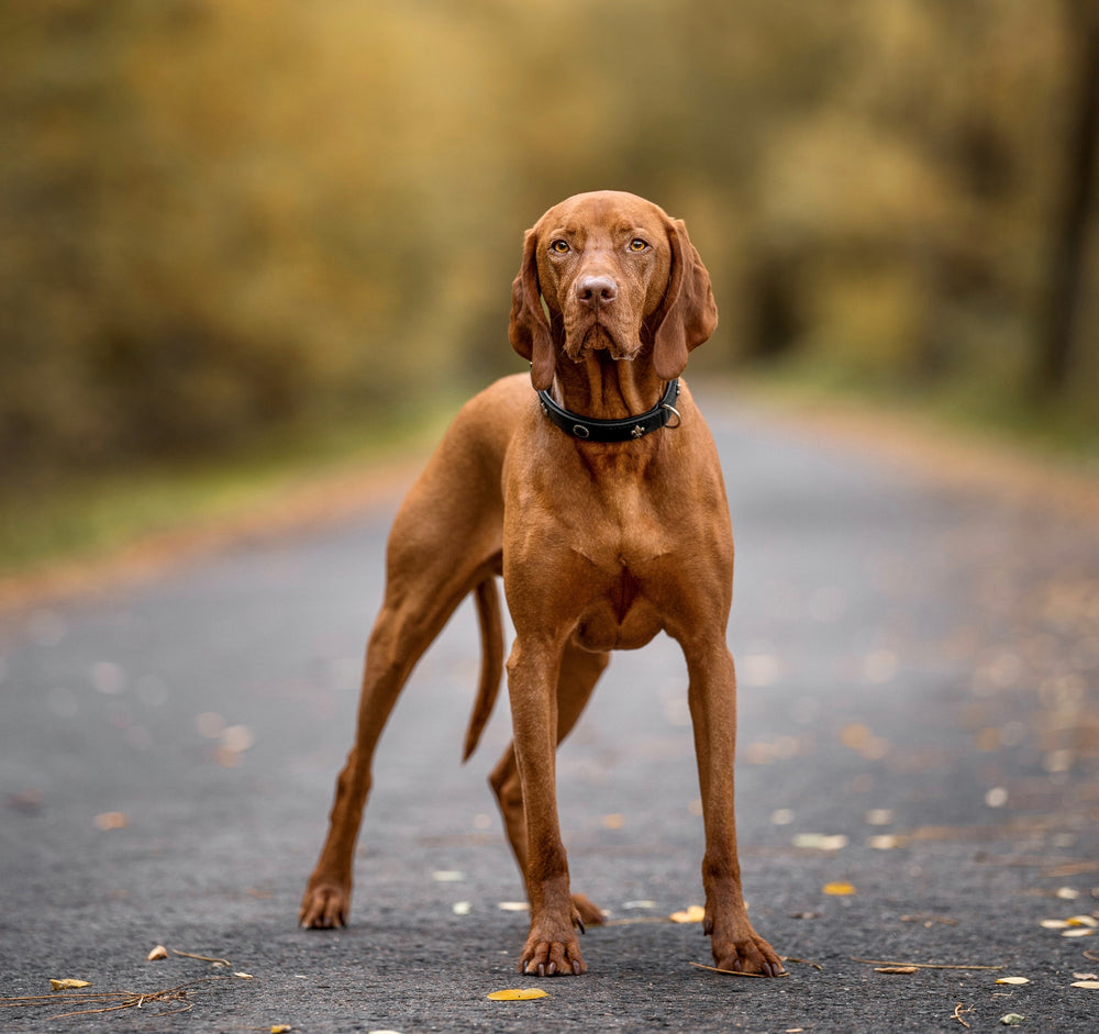 Halsband San Francisco: Schlanker, kastanienbrauner Hund auf Kiesweg, umgeben von herbstlichen Bäumen.
