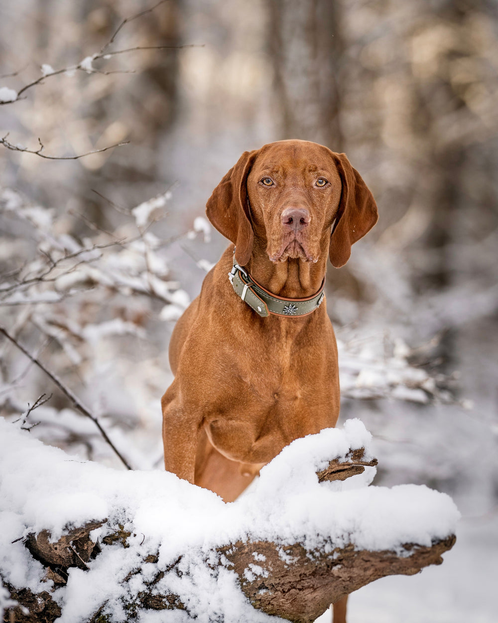 Brauner Hund auf einem Baumstamm im Schnee, mit aufmerksamem Blick zur Kamera, winterliche Waldlandschaft im Hintergrund.
