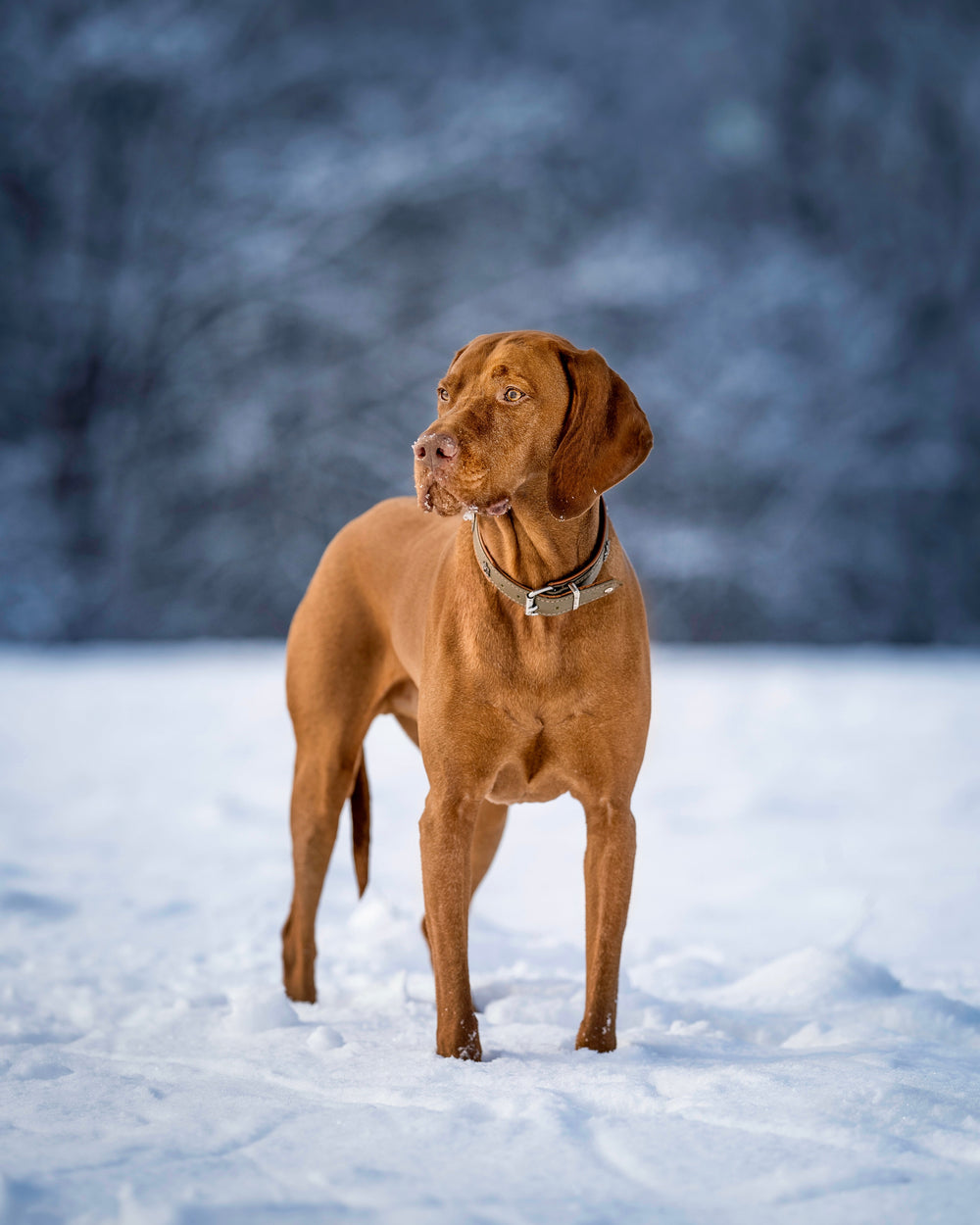 Brauner Hund im Schnee, aufmerksam in winterlicher Landschaft mit unscharfem Hintergrund, als Waldsheriff unterwegs.