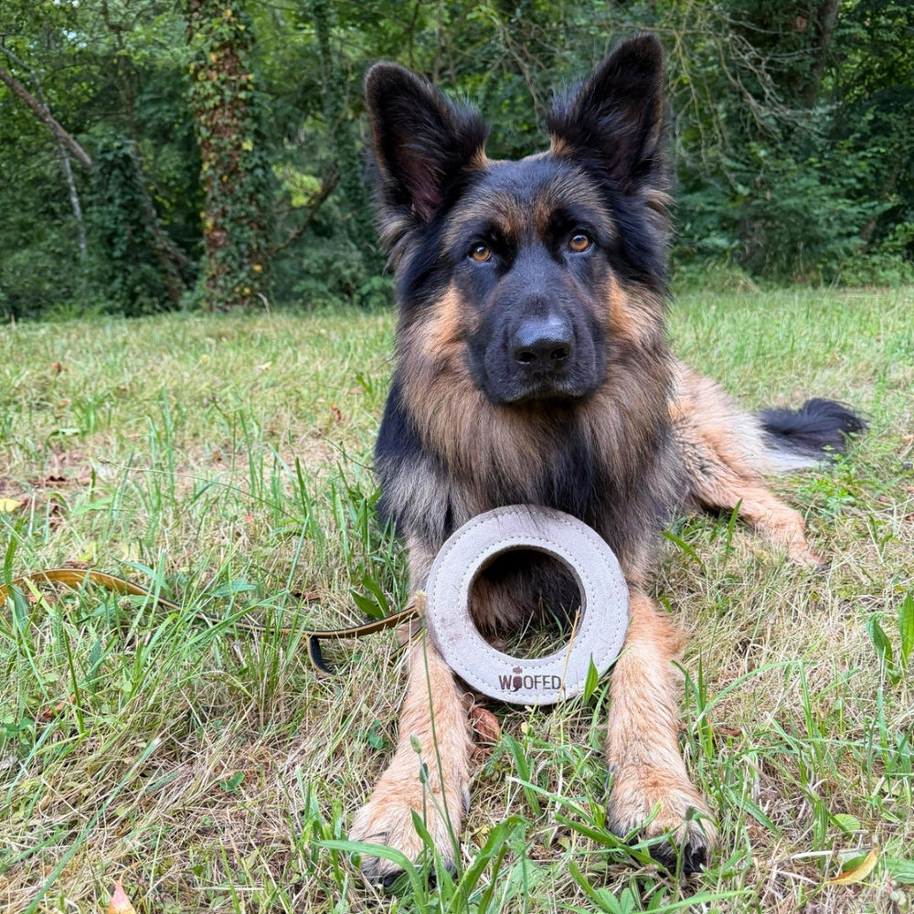 Hund auf grüner Wiese mit grauem WOOFED Spielzeug in Form eines Rings. Natürliches Hundespielzeug für fröhliche Spiele.