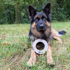 Hund auf grüner Wiese mit grauem WOOFED Spielzeug in Form eines Rings. Natürliches Hundespielzeug für fröhliche Spiele.