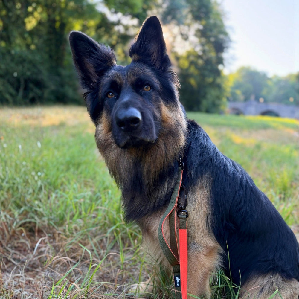 Schäferhund auf Wiese mit Nylon Pro Führleine, aufmerksam im Blick, grüne Bäume im Hintergrund.